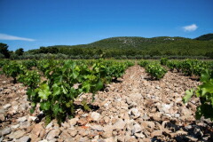 ミロナスワイナリー