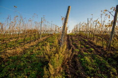 パクラヴァン パピ畑