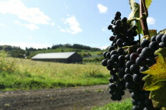 キャメル ファーム