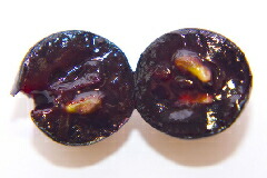 ガルナッチャ ティントレラ