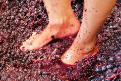 カッチャネミチ