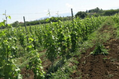 ピアーナ デイ カステッリ