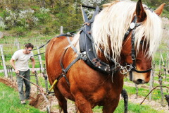 マルク クライデンヴァイス