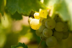 ソーヴィニヨン ブラン