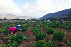 アバッツィア ディ サンジョルジョ 畑