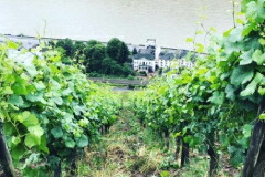 ロベルト ケーニッヒ畑