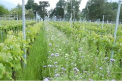 ジーノ ペドロッティ