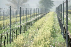 カッシーナ ヴェンゴレ畑