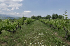 ティミオプロス畑