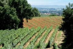 ブオナミーコ畑