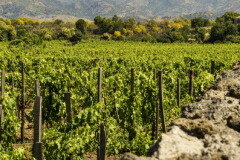 フェッシーナ畑