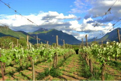 デル バローネ畑