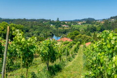 アデガ ポンテ デ リマ畑