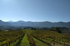 マルコヤニ ワイナリー畑