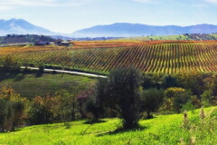 ティベリオの畑