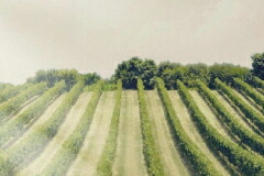 ピエトラモーレ畑