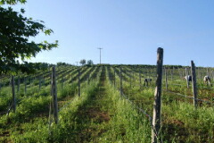 ドメーヌ ダラマラ畑