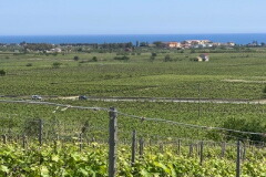 セルジオ アルクリ畑