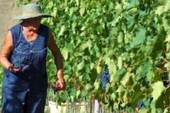 ヴァルテル マットーニ畑