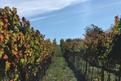 テヌータ ポンテ畑