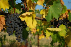 トラッチャブドウ