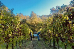 トレ モンティ畑