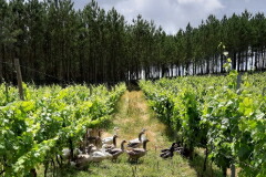 ジョアン パト畑