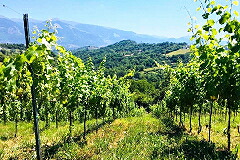 フラ イ モンティの畑