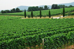 カステル ファーリア畑