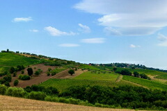 マストロベラルディーノ 畑