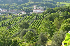 カオロロジオの畑