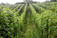 カンタルーポ畑