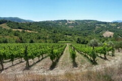 ロマーノ ニコラ畑