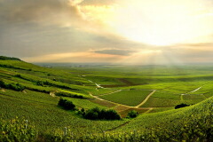 ポール グール畑