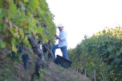 キエザ カルロ畑