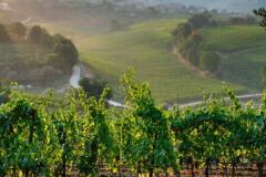 チンチンナート