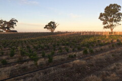 ショッブルック畑