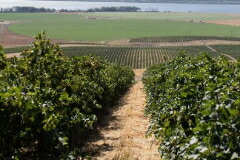 サン ミッシェル畑