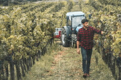 サッソレガーレ畑