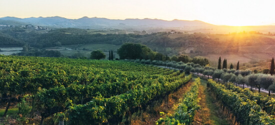 ヴァッレピッチョラ畑