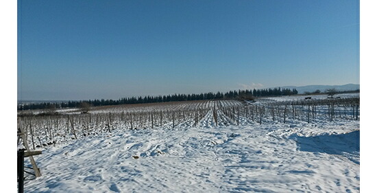 パパリヴァレー 畑