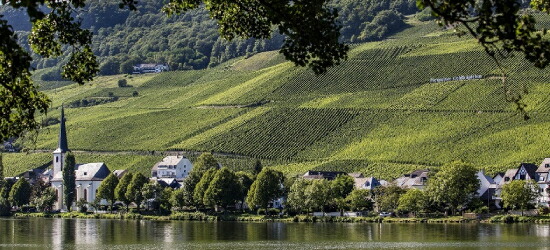 フィオ ワイン畑