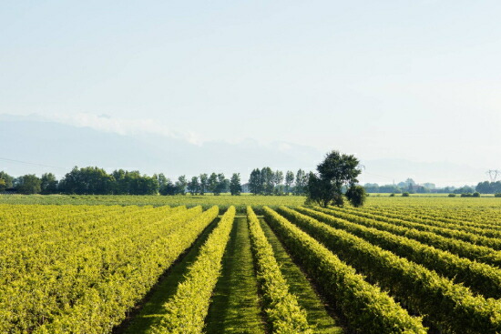 テッレデイブース 畑