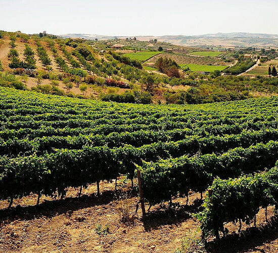 モルガンテの畑