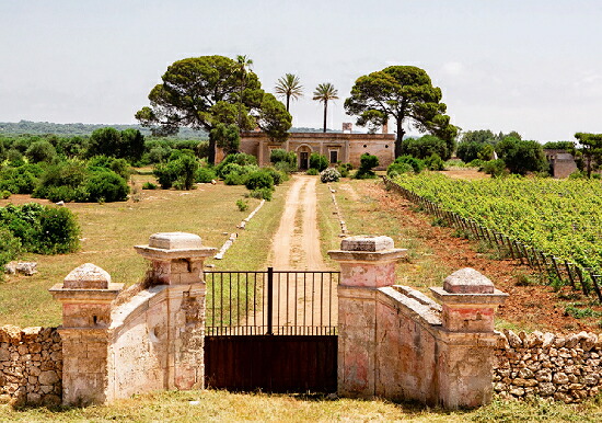 ピアノキウーゾの畑