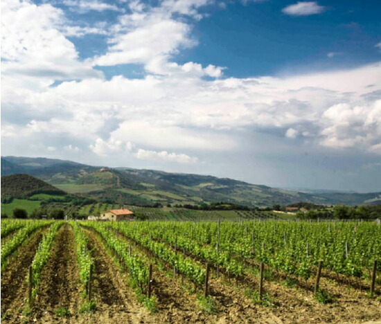 ポッジョ マンドルロ 畑