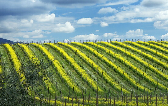 ランティカ クエルチャ