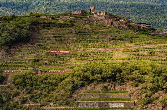 ヴァルテッリーナの段々畑