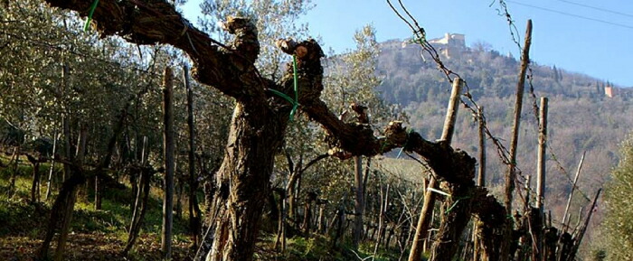 イル パラディーゾ ディ マンフレーディ  畑