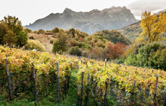 標高1050mのリースリングの畑